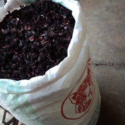 Hibiscus