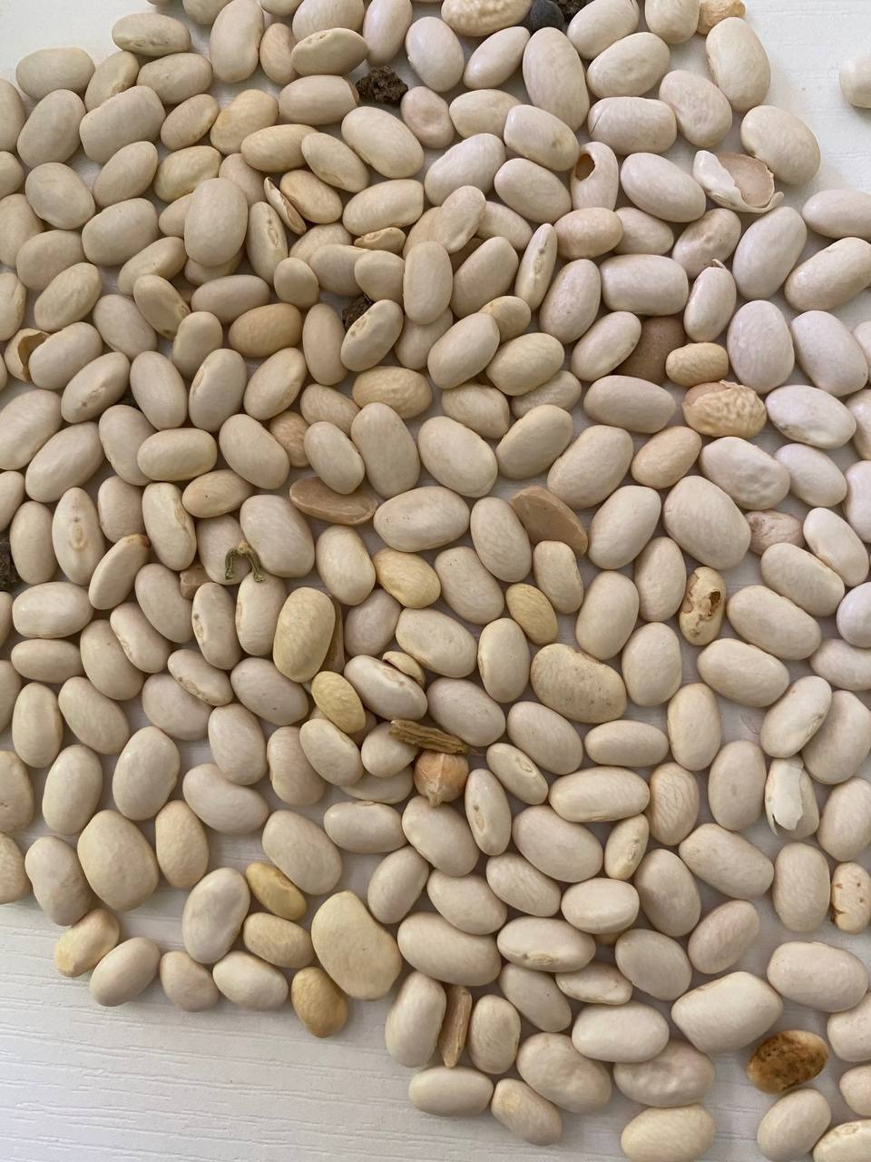 Soya Bean