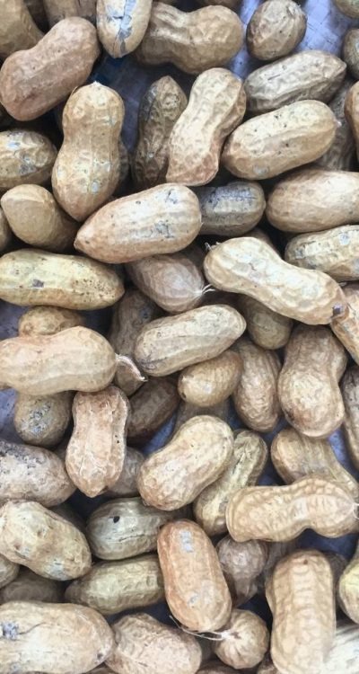 Peanut