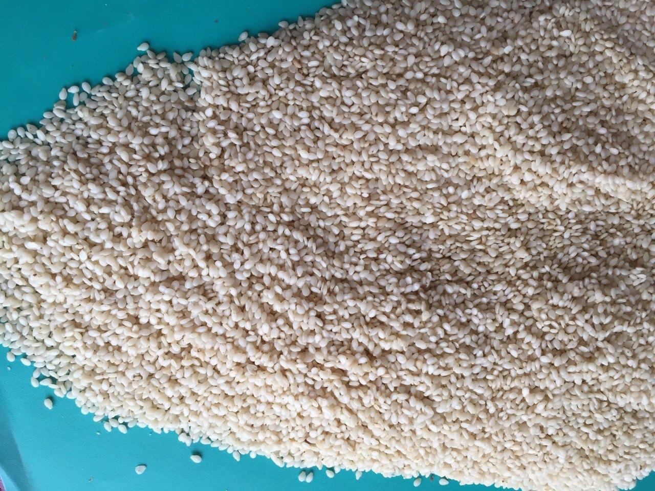 Sesame Seeds