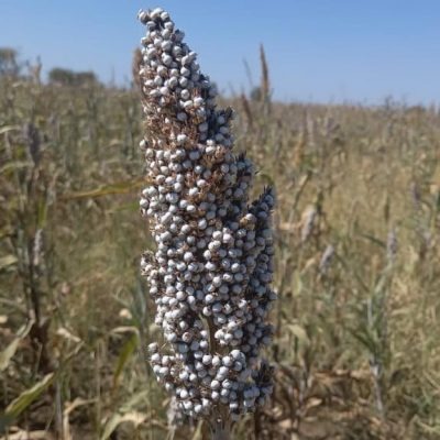 Sorghum