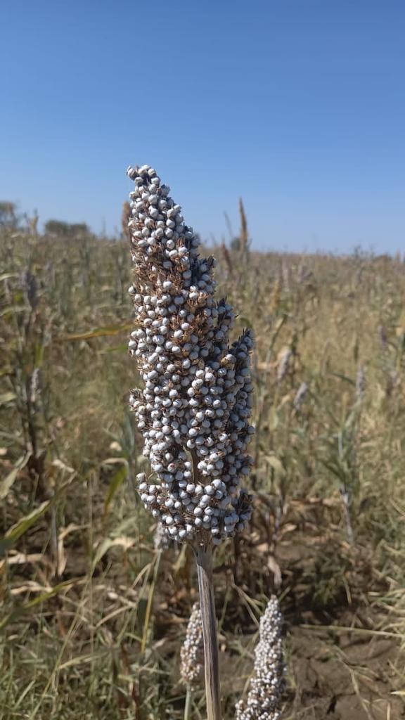 Sorghum